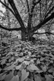 A gnarled tree looms over a sea of leaves, shadows creeping in.