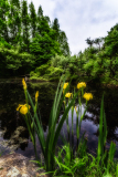 A cluster of yellow irises stands proudly by a still pond, surrounded by lush greenery.