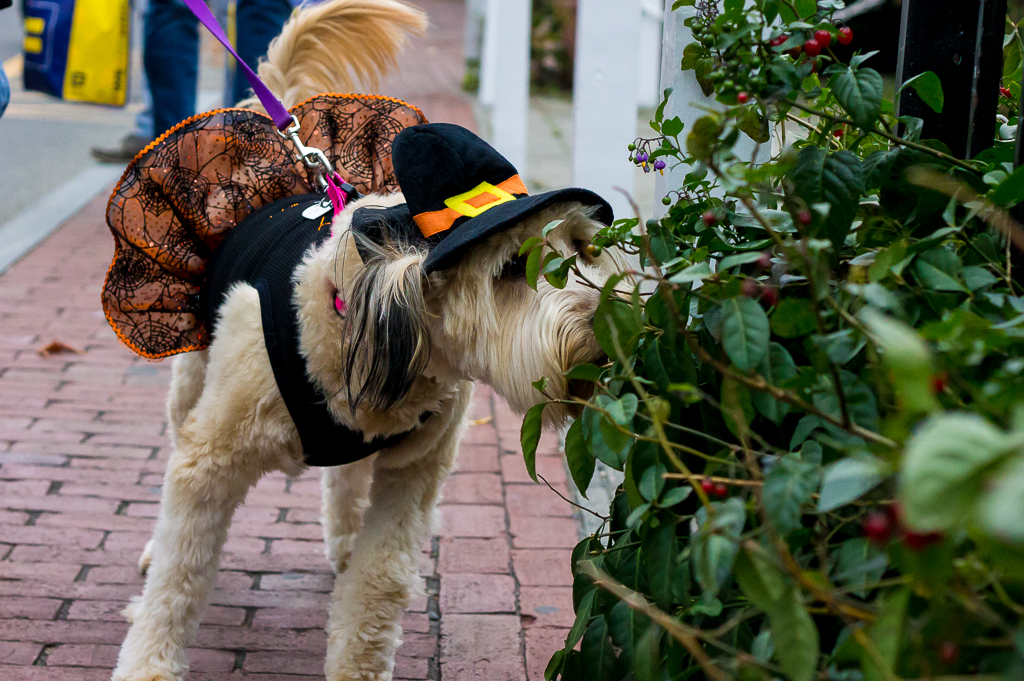 A dog in a witch hat and tutu sniffs at some green foliage.
