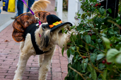 A dog in a witch hat and tutu sniffs at some green foliage.