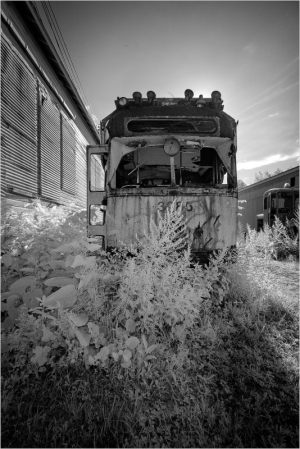 An abandoned trolley enveloped by wild overgrowth, shadows dance in monochrome.