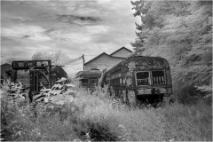 Rusty trolleys overgrown in a forgotten lot, nature reclaiming its space.