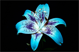 A luminous blue lily blooms under UV light, revealing vibrant hues and ethereal patterns.