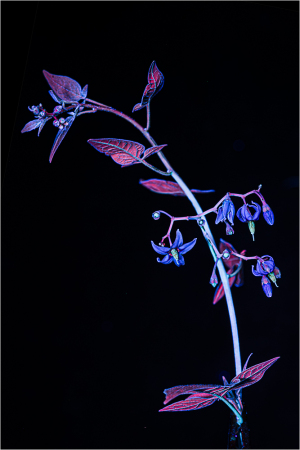 A striking plant with vibrant colors, illuminated in UV light, revealing its hidden beauty.