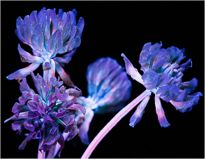 Flowers illuminated under ultraviolet light, revealing ethereal hues and delicate forms.