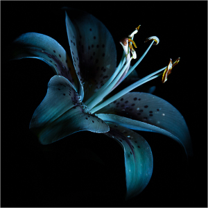 A striking blue lily glows under ultraviolet light, revealing hidden patterns.