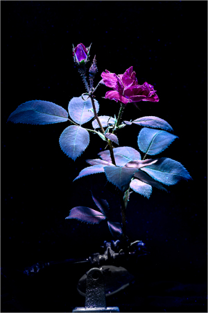 A delicate flower glows under ultraviolet light, revealing hidden hues and textures.