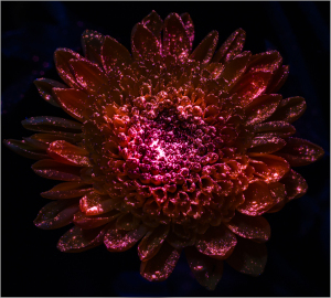 A vibrant flower glows with ethereal hues, revealing hidden textures in soft light.