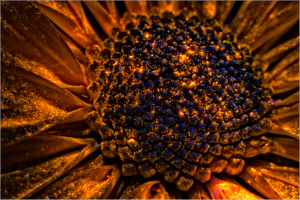 A close-up of a flower's center, glowing with deep orange and hints of blue, revealing intricate textures.