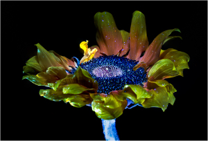 A vibrant sunflower glows in ethereal colors, revealing hidden textures and surreal forms.