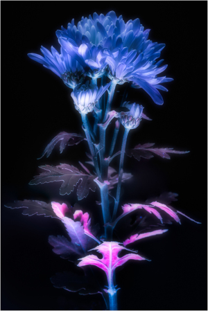 A luminous flower glows in shades of blue and pink, ethereal against the dark backdrop.