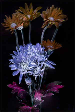 Vibrant blooms in surreal hues dance against a shadowy backdrop, revealing their hidden essence.
