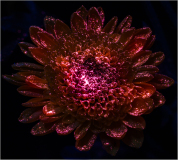 A vibrant flower glows with ethereal hues, revealing hidden textures in soft light.