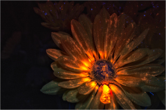 A luminous flower radiates warmth, its petals glowing with ethereal light.
