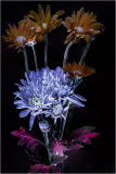Vibrant blooms in surreal hues dance against a shadowy backdrop, revealing their hidden essence.