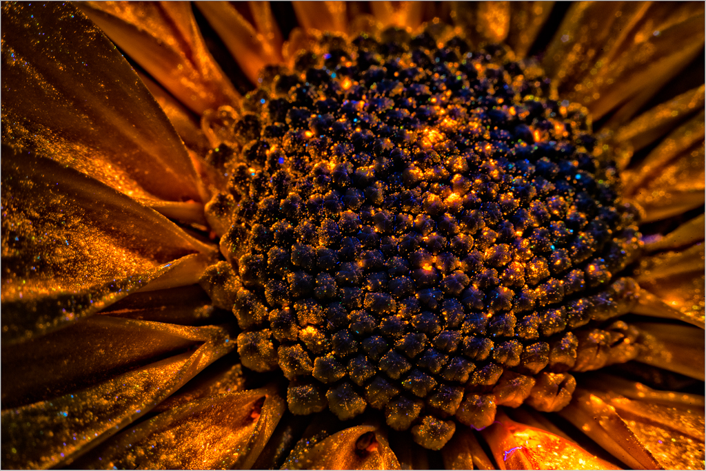 A close-up of a flower's center, glowing with deep orange and hints of blue, revealing intricate textures.