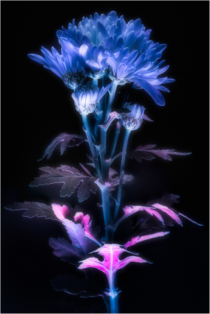 A luminous flower glows in shades of blue and pink, ethereal against the dark backdrop.