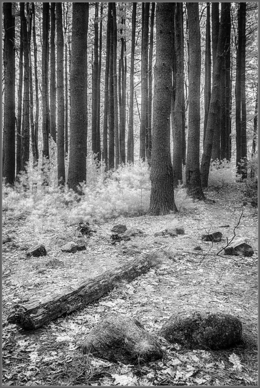 A serene forest scene with tall trees, scattered rocks, and fallen logs in monochrome.