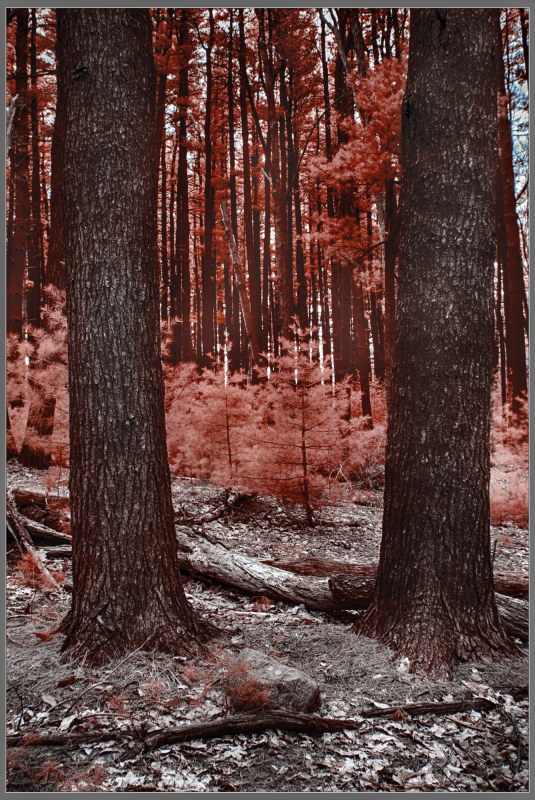 A serene forest scene with tall trees and a reddish hue, evoking a dreamlike atmosphere.