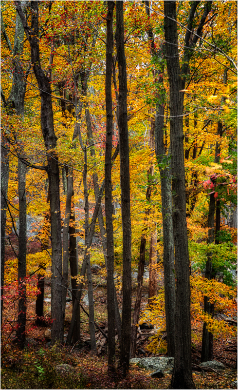 A vibrant forest in autumn, showcasing trees adorned with golden and crimson leaves.