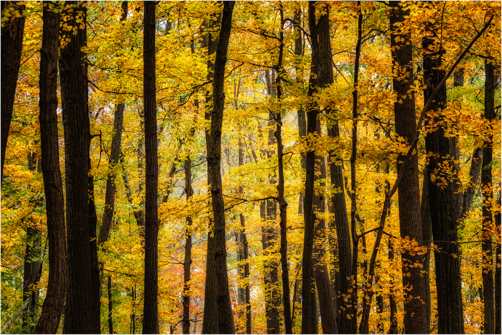 A forest of golden leaves and dark trunks, shadows dance in the autumn light.