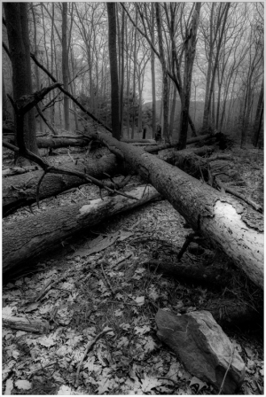A tranquil forest scene with fallen trees and scattered leaves.