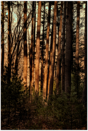 Tall trees stand in a tranquil forest, their trunks casting long shadows on the ground.