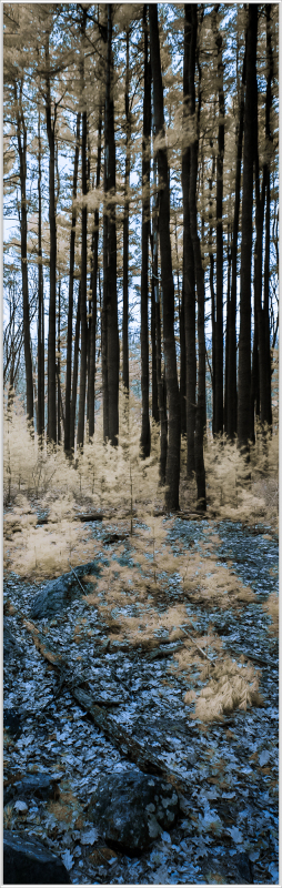Tall trees rise in a forest, with a mix of blue and golden hues on the ground.