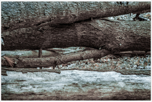 A serene arrangement of fallen logs on a soft, textured ground.