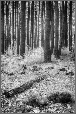 A serene forest scene with tall trees, scattered rocks, and fallen logs in monochrome.