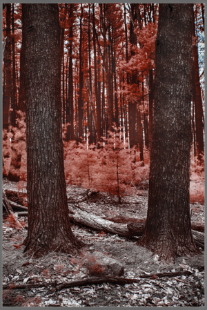 A serene forest scene with tall trees and a reddish hue, evoking a dreamlike atmosphere.