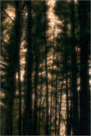 Tall trees stretch upward, their silhouettes merging with a soft, ethereal light.