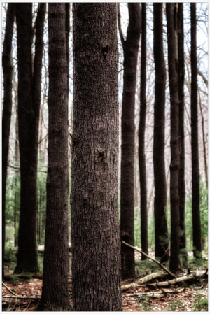 Tall trees stand in a serene forest, their trunks reaching towards the sky.