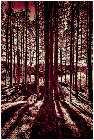 Tall trees cast elongated shadows in a serene forest setting, bathed in warm hues.