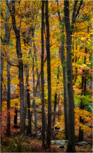 A vibrant forest in autumn, showcasing trees adorned with golden and crimson leaves.