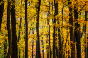 A forest of golden leaves and dark trunks, shadows dance in the autumn light.