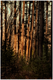 Tall trees stand in a tranquil forest, their trunks casting long shadows on the ground.