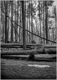A forest scene with fallen trees and bare branches, evoking a sense of stillness and decay.
