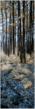 Tall trees rise in a forest, with a mix of blue and golden hues on the ground.