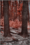 A serene forest scene with tall trees and a reddish hue, evoking a dreamlike atmosphere.