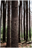 Tall trees stand in a serene forest, their trunks reaching towards the sky.