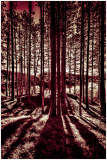 Tall trees cast elongated shadows in a serene forest setting, bathed in warm hues.
