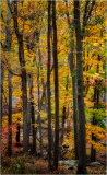 A vibrant forest in autumn, showcasing trees adorned with golden and crimson leaves.