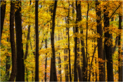 A forest of golden leaves and dark trunks, shadows dance in the autumn light.