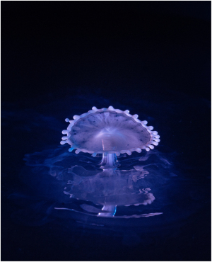 water drop splash