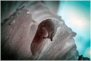 A close-up of a surreal, textured formation in eerie colors.