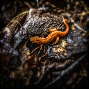 A vibrant orange salamander on dark, textured earth.