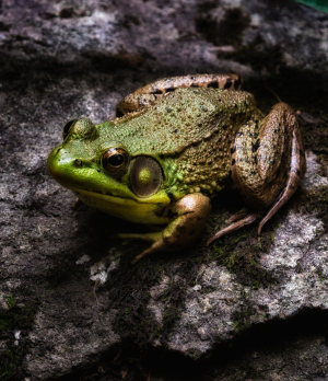 A vibrant green frog poised on a mossy rock, eyes glimmering like stage lights.