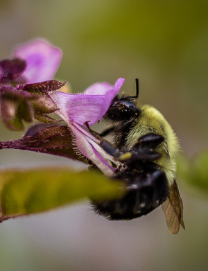 A bee with black and yellow fur dances on a vibrant pink flower.