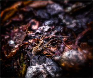 A crafty spider camouflages amid dark leaves and shadows, ready for its next act.
